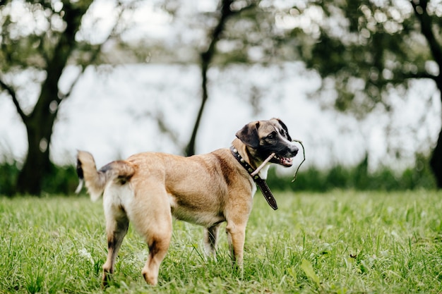 Gelukkig speelse hond op aard