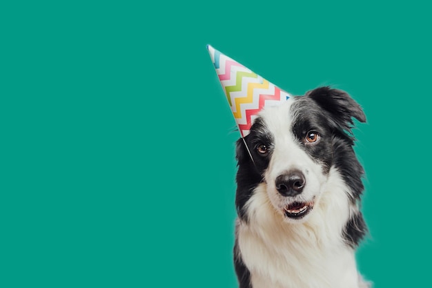 Gelukkig verjaardagsfeest concept Grappige schattige puppy border collie met verjaardags domme hoed geïsoleerd op groene achtergrond Huisdier op verjaardag