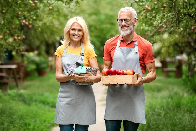 Gelukkig volwassen stel dat een houten kist met appels vasthoudt terwijl ze in de boomgaard staan