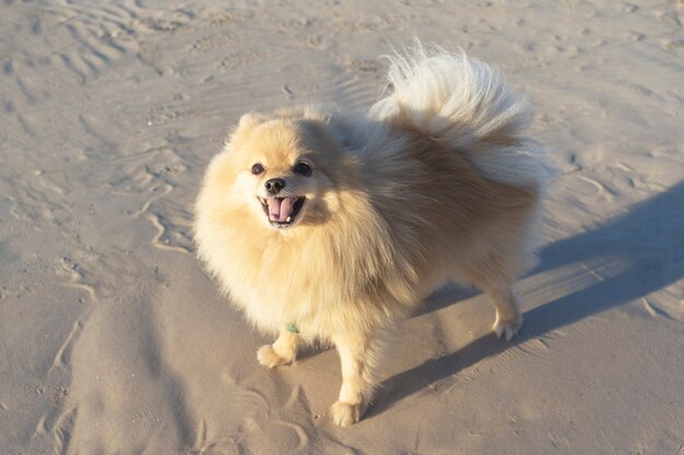 Gelukkig vrolijk glimlachend weinig hond, Pomeranian-Spitz grappig puppy op een zand