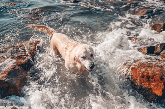 Gelukkig vrolijke golden retriever zwemmen rennen springen speelt met water aan de zeekust in de zomer