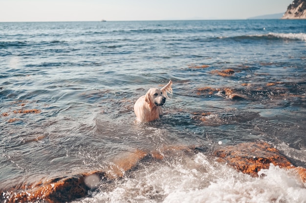 Gelukkig vrolijke golden retriever zwemmen rennen springen speelt met water aan de zeekust in de zomer.