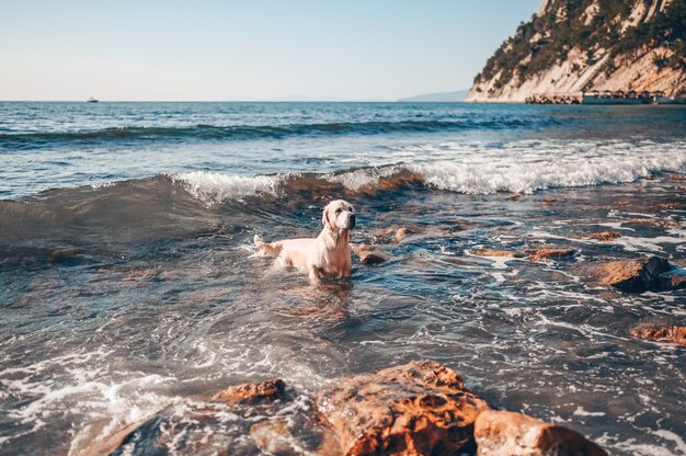 Gelukkig vrolijke golden retriever zwemmen rennen springen speelt met water aan de zeekust in de zomer.