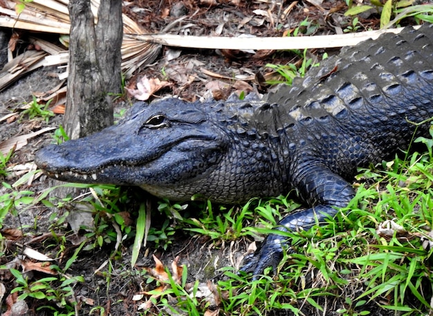 Foto gelukkige alligator