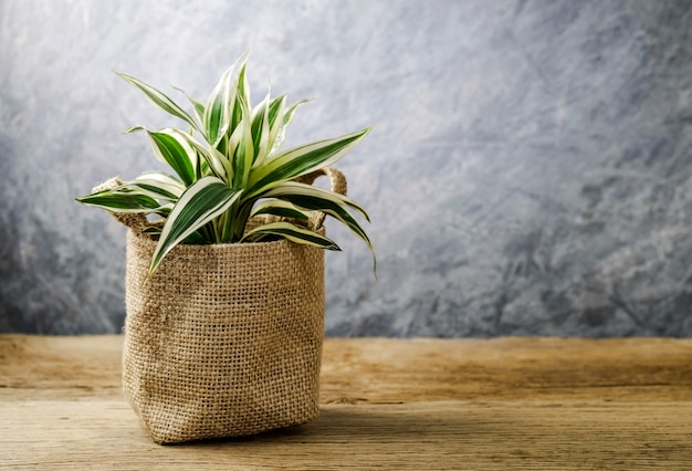 Gelukkige bamboeplant op oud hout thuis