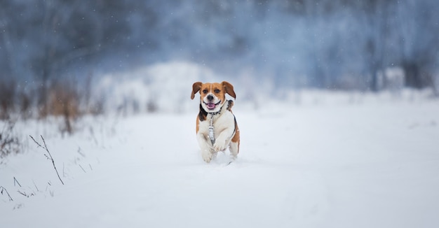 Gelukkige brakhond die bij gebied in de winter loopt