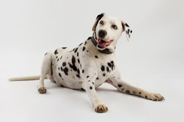 Gelukkige Dalmatische hond ligt geïsoleerd op een witte achtergrond in de studio