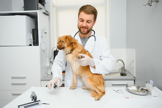 Gelukkige dierenartsen die hond in kliniek onderzoeken