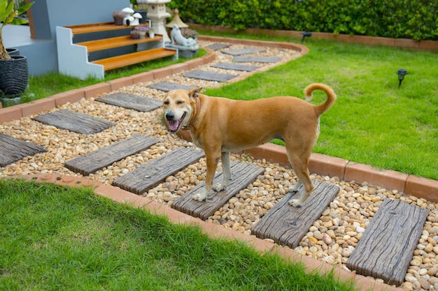 Gelukkige en actieve rasechte Welsh Thaise hond buiten in het gras