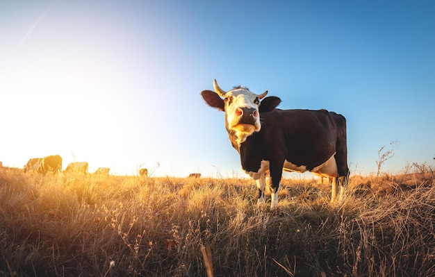 Gelukkige enkele koe in de wei tijdens de zomerzonsondergang Grazende koeien op landbouwgrond