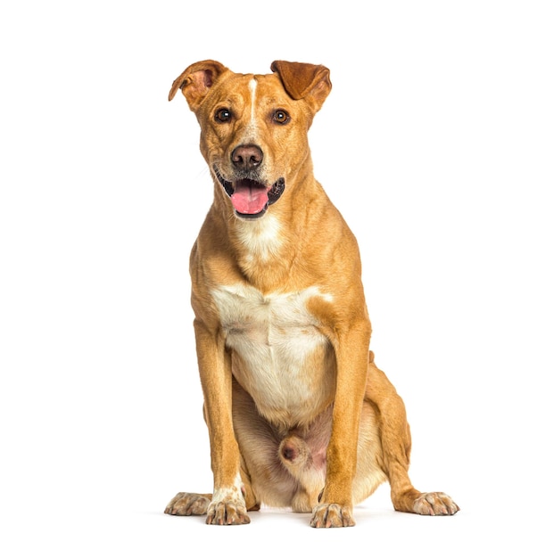 Gelukkige gekruiste hond zit en hijgt op een witte achtergrond