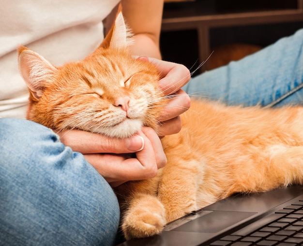 Gelukkige gemberkat vindt het heerlijk om geaaid te worden door vrouwelijke handen