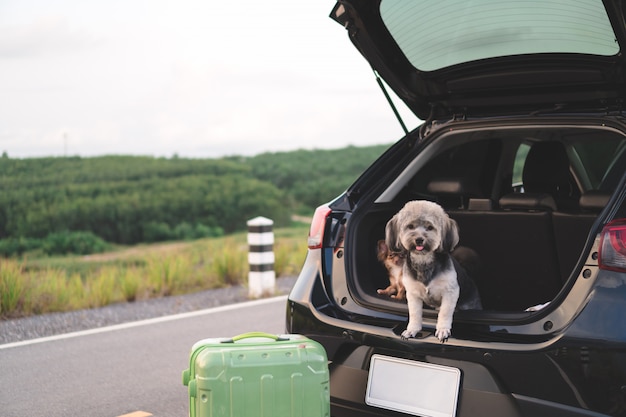 Gelukkige gemengde ras en chihuahuahonden die in open boomstamauto zitten.