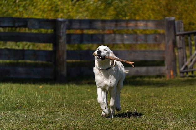 Gelukkige golden retriever-puppy rent over een gazon en heeft een stok tussen zijn tanden