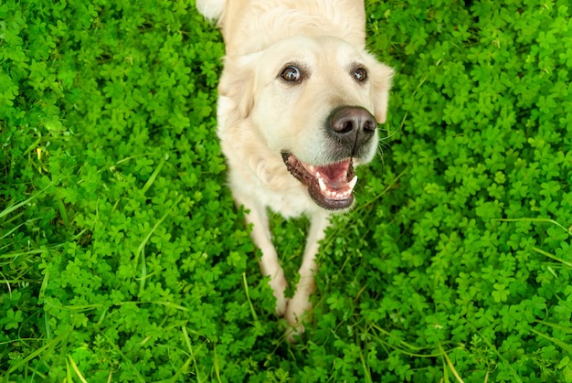 Foto gelukkige grappige hond golden retriever witte labrador met zijn open mond die over groene grasachtergrond legt. liefde voor dieren concept en levensstijl. bovenaanzicht