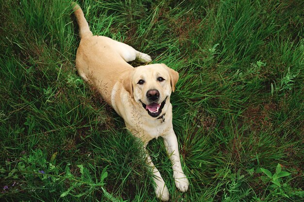 Gelukkige grote hond die ontspant op de groene weide in de natuur