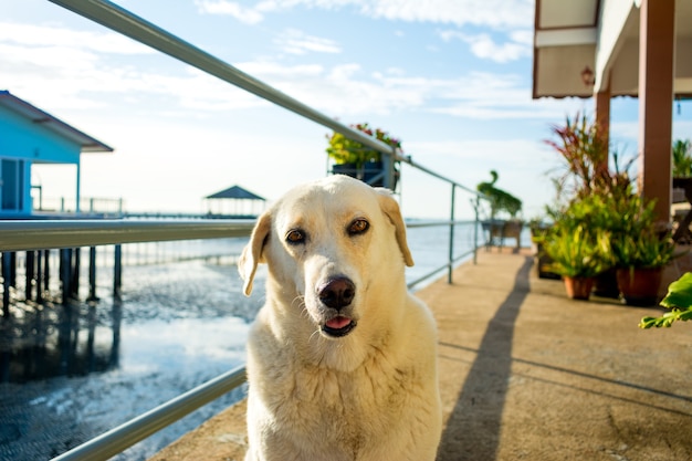 Gelukkige hond close-up