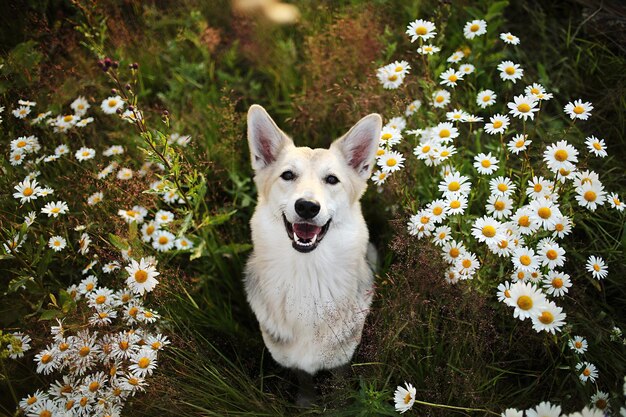 Gelukkige hond die naar de camera kijkt terwijl hij tussen groen gras en verse bloemen in de weide zit