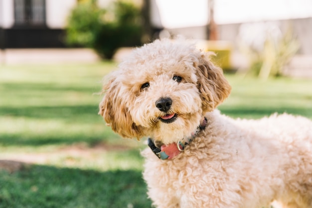 Gelukkige hond die pret in het park heeft