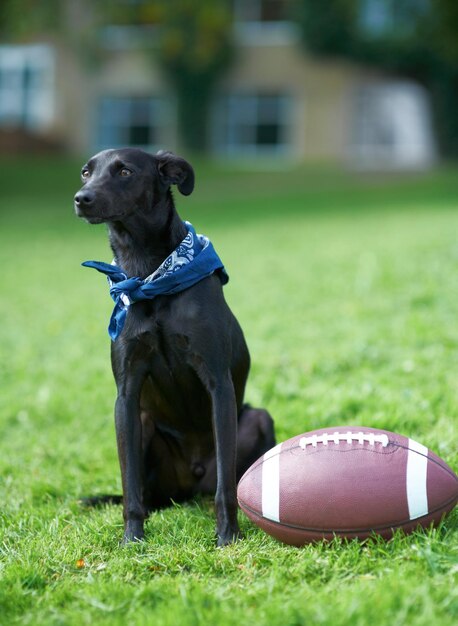 Gelukkige hond en voetbal in de achtertuin om te spelen ontspannen of zitten op het gras buiten in de zomer huisdier en kalm Labrador met bal op het gazon om te oefenen in het spel van sport in het park of veld