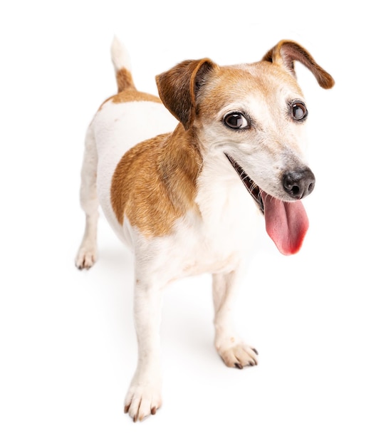 Foto gelukkige hond geïsoleerd op wit camera kijken en glimlachen. schattig huisdier in volle groei met positief