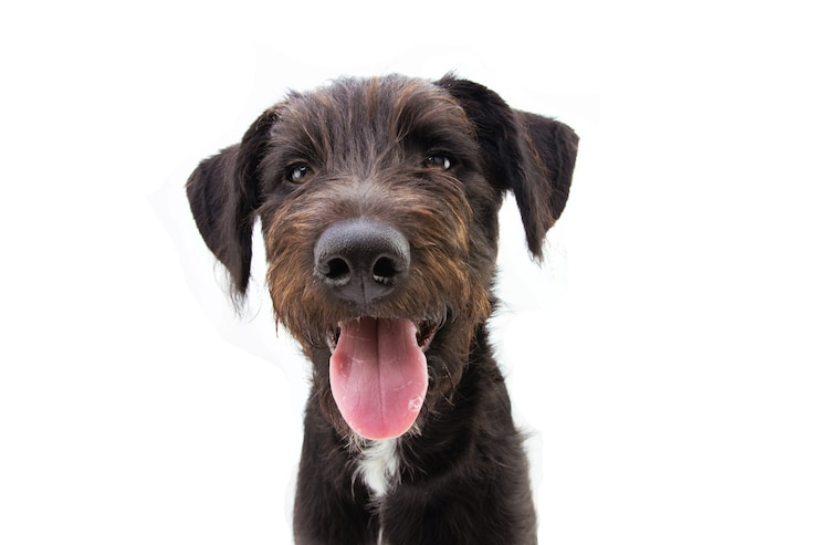 Foto gelukkige hond grijnzend en tong uitsteekt