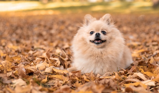 Gelukkige hond in de gele bladeren in de herfst in het park.