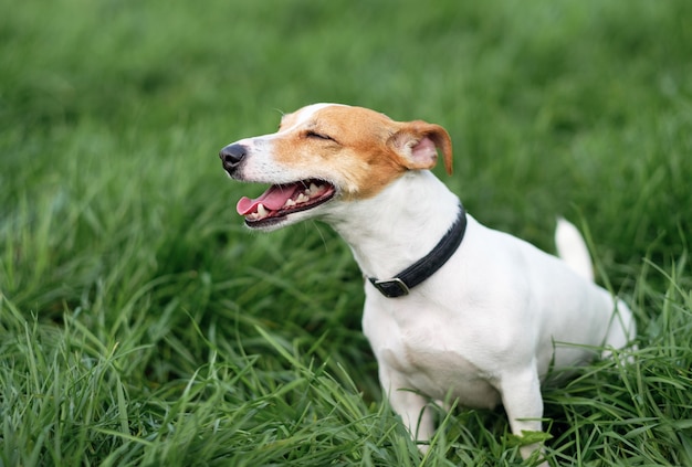 Gelukkige hond, jack russell in het gras