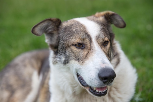 Gelukkige hond ligt op een zonnige zomerdag op het gazon in de tuin en lacht