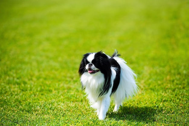 Gelukkige hond op groen gras