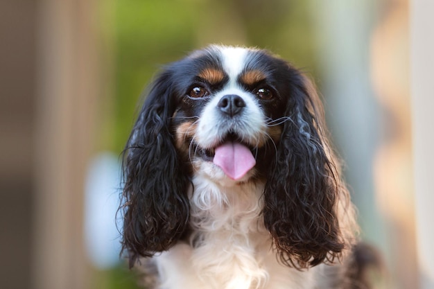 Gelukkige hond zit in de groene tuin