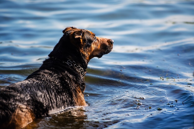 Gelukkige hond zwemmen