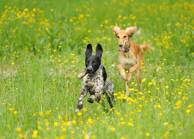 Gelukkige honden die door een weiland met boterbloemen rennen