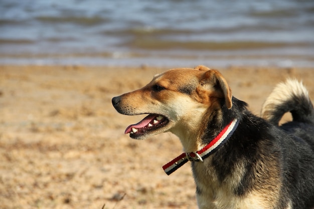 gelukkige honden op het strand huisdiervriendelijk