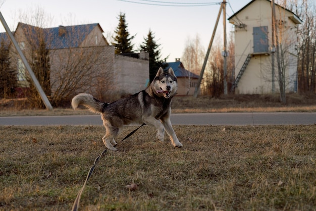 Gelukkige husky rasechte hond loopt door het park Close-up shot van prachtige groene bomen en gras