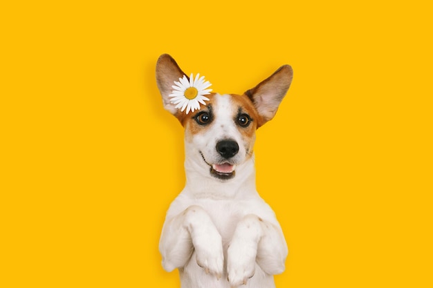 Gelukkige Jack Russell met een lachend gezicht ligt met kamillebloemen op een gele achtergrond