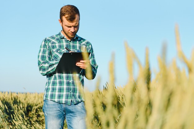 Gelukkige jonge boer of agronoom die tarweplanten in een veld inspecteert vóór de oogst. Zaadontwikkeling controleren en parasieten zoeken met vergrootglas. Biologische landbouw en voedselproductie