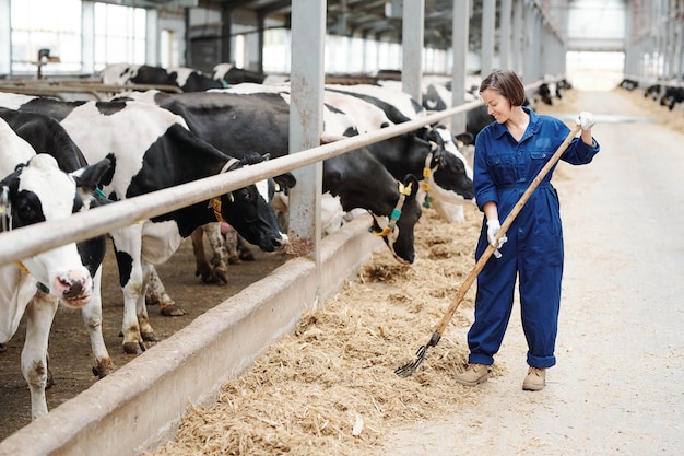 Gelukkige jonge boer of werknemer van een moderne melkveehouderij die met hooivork werkt terwijl hij bij rij zwart-witte koeien staat