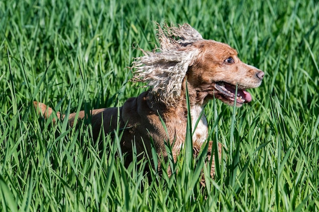 Foto gelukkige jonge hond engelse cocker-spaniël terwijl hij naar je toe rent