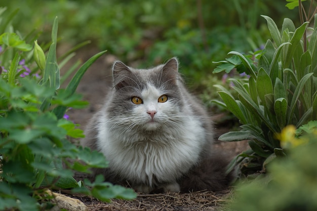 Gelukkige jonge kat die buiten tussen bloemen ligt. Vreugde in de natuur. Kat liggend in de tuin naast bloeiende bloemen. Huisdiervrijheid en genieten van natuurconcept.