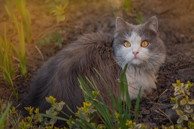 Gelukkige jonge kat die buiten tussen bloemen ligt Vreugde in de natuur Kat ligt en droomt in de tuin tussen de bloeiende takken