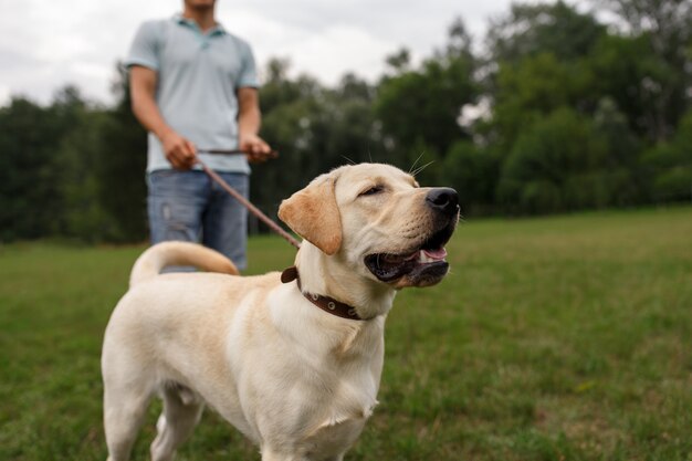 Gelukkige jonge mens die met hond Labrador in openlucht loopt