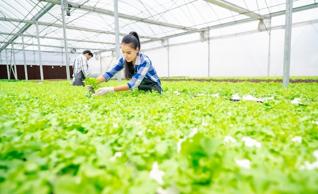 Foto gelukkige jonge volwassen aziatische vrouw die slagroente oogst in een hydrocultuurboerderij