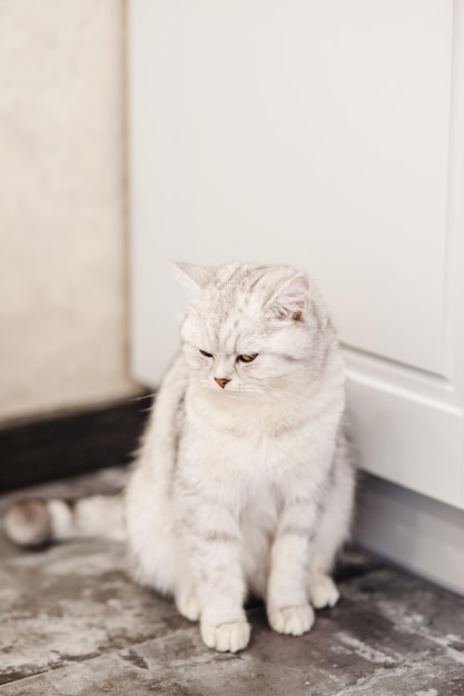 Gelukkige kat rust Britse scottish fold kat kat ligt huisdier rust in kamer