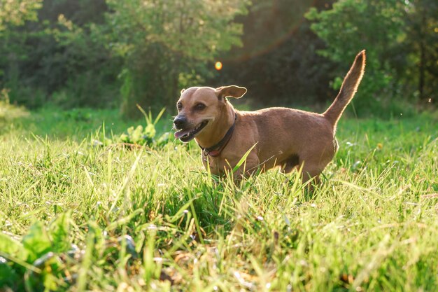 Foto gelukkige kleine hond loopt op het gras in het park in de zon