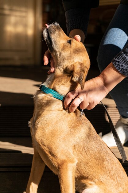 Gelukkige kleine hond op de veranda van een landhuisherfstthema warme schaduw copyspace