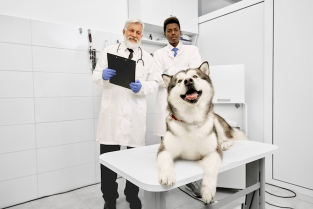 Gelukkige malamute die op lijst in dierenartskliniek ligt, dierenartsen het stellen.