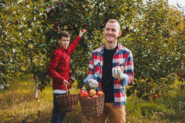 Gelukkige mannelijke boer plukt rijpe appels in de boomgaard tijdens de herfst oogst Apple oogst tijd Apple boomgaard Familie boerderij groeien fruitbomen