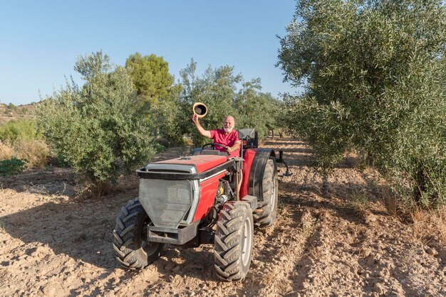 Gelukkige oudere boer heft hoed in de hand op en rijdt met tractor buiten tussen olijfbomen