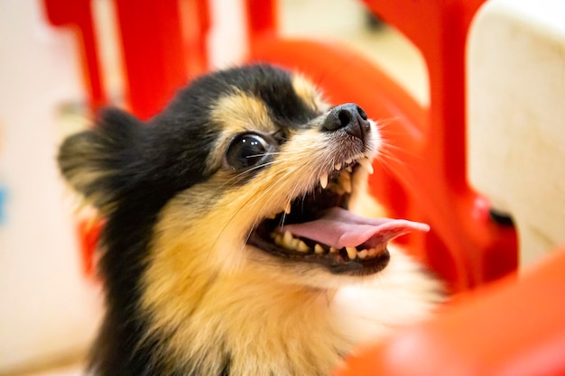 Gelukkige Pommeren puppy Portret op een witte achtergrond